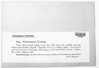 Peronospora linariae image